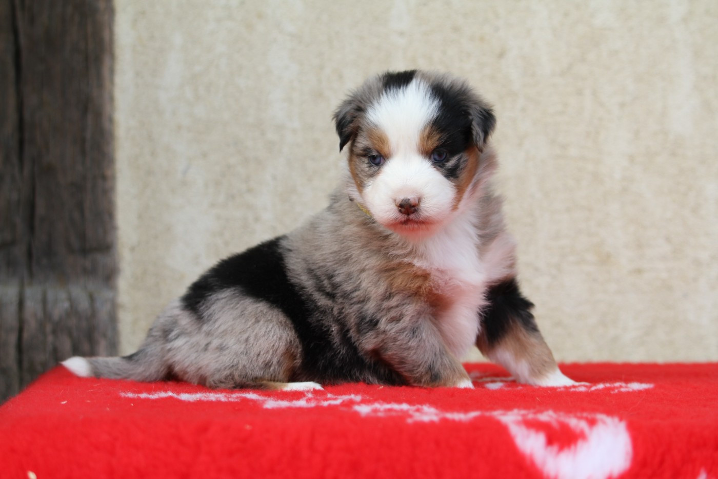De La Tombée De La Nuit - Chiots disponibles - Berger Australien