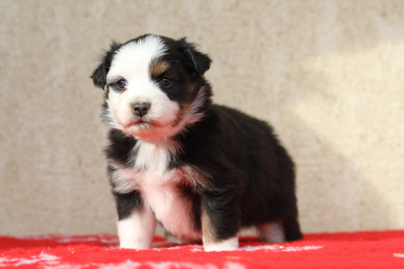De La Tombée De La Nuit - Chiots disponibles - Berger Australien