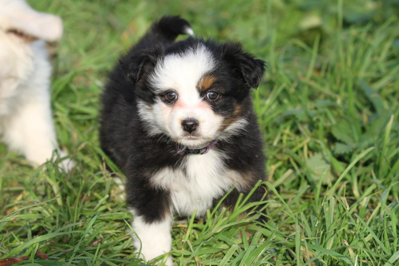 De La Tombée De La Nuit - Chiots disponibles - Berger Australien