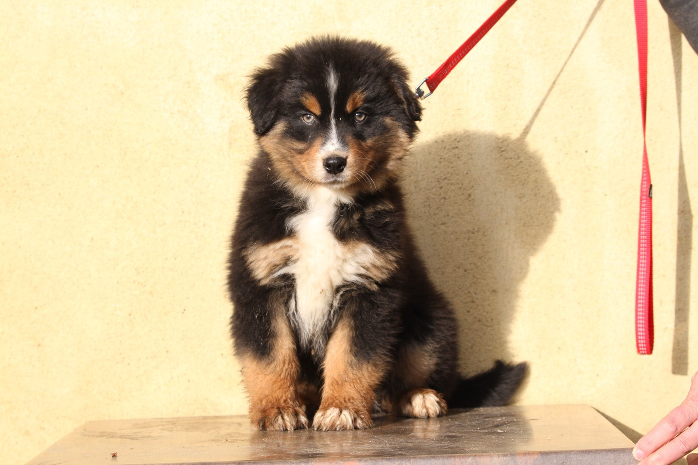 De La Tombée De La Nuit - Chiots disponibles - Berger Australien