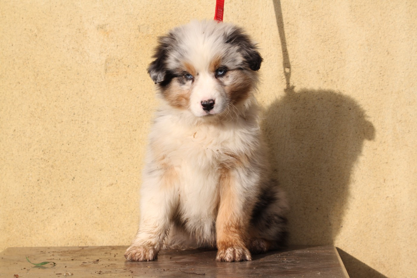 De La Tombée De La Nuit - Chiots disponibles - Berger Australien