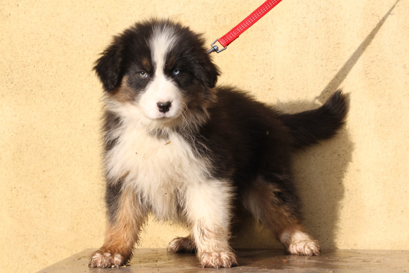 De La Tombée De La Nuit - Chiots disponibles - Berger Australien