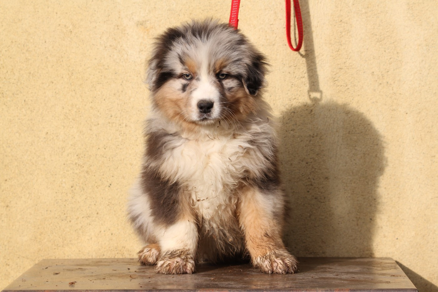 De La Tombée De La Nuit - Chiots disponibles - Berger Australien