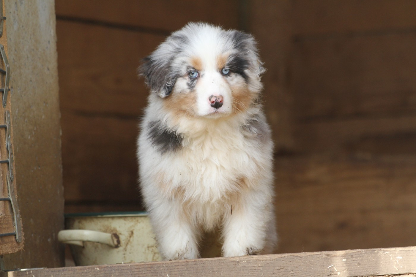 De La Tombée De La Nuit - Chiots disponibles - Berger Australien