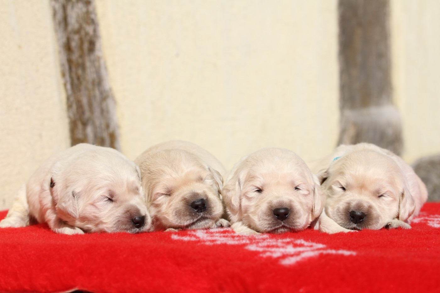 De La Tombée De La Nuit - Golden Retriever - Portée née le 17/02/2026