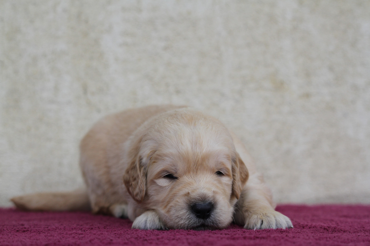 Chiot Golden Retriever De La Tombée De La Nuit