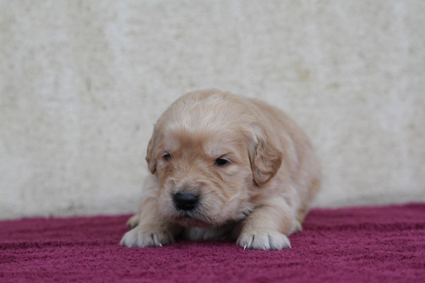 De La Tombée De La Nuit - Chiots disponibles - Golden Retriever