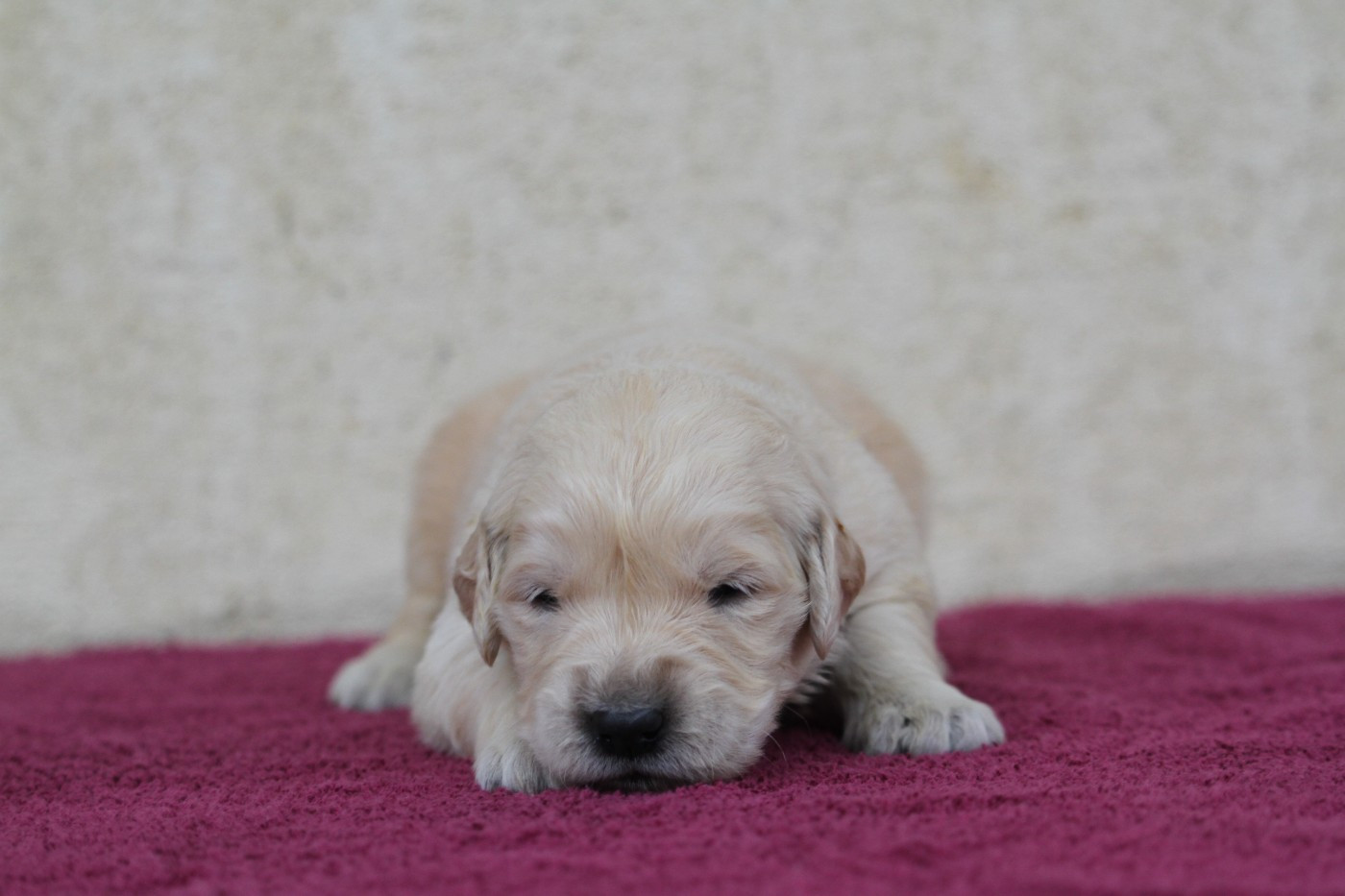 De La Tombée De La Nuit - Chiots disponibles - Golden Retriever