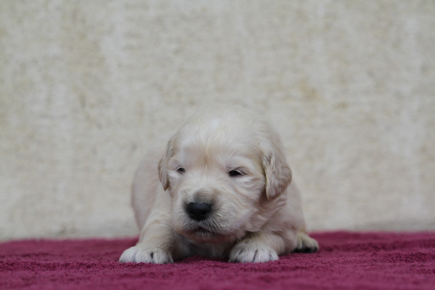 De La Tombée De La Nuit - Chiots disponibles - Golden Retriever