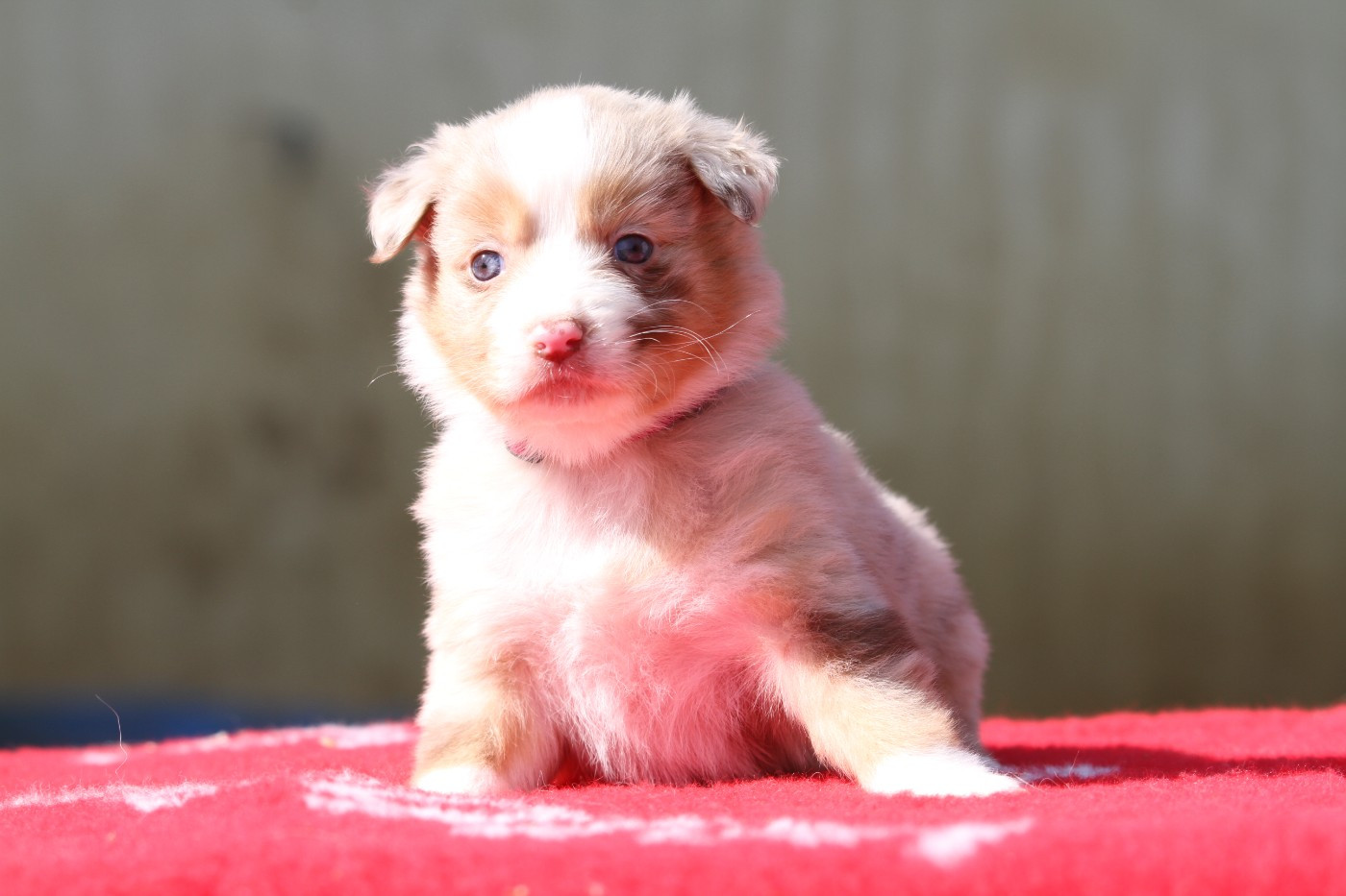 De La Tombée De La Nuit - Chiots disponibles - Berger Australien