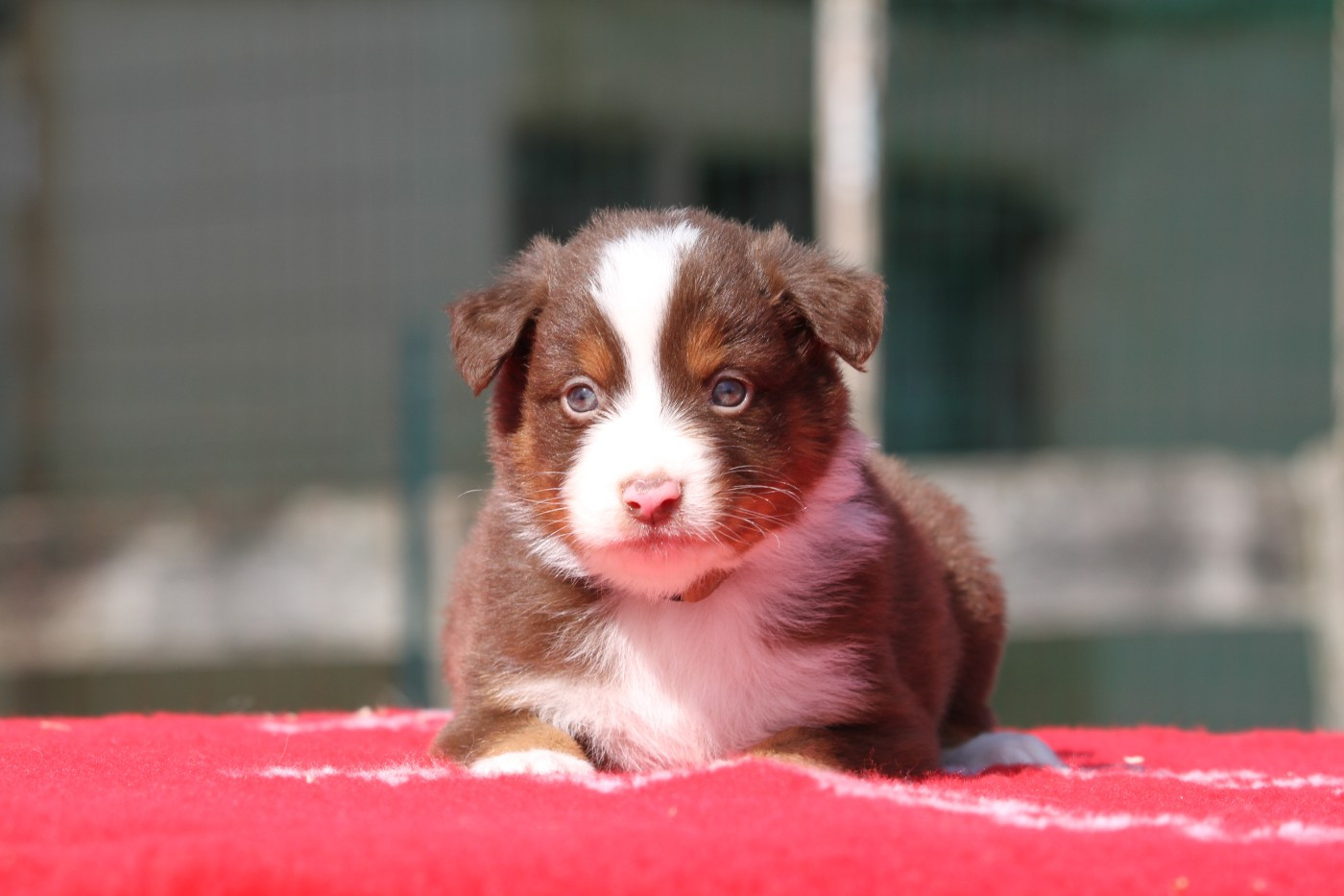 De La Tombée De La Nuit - Chiots disponibles - Berger Australien