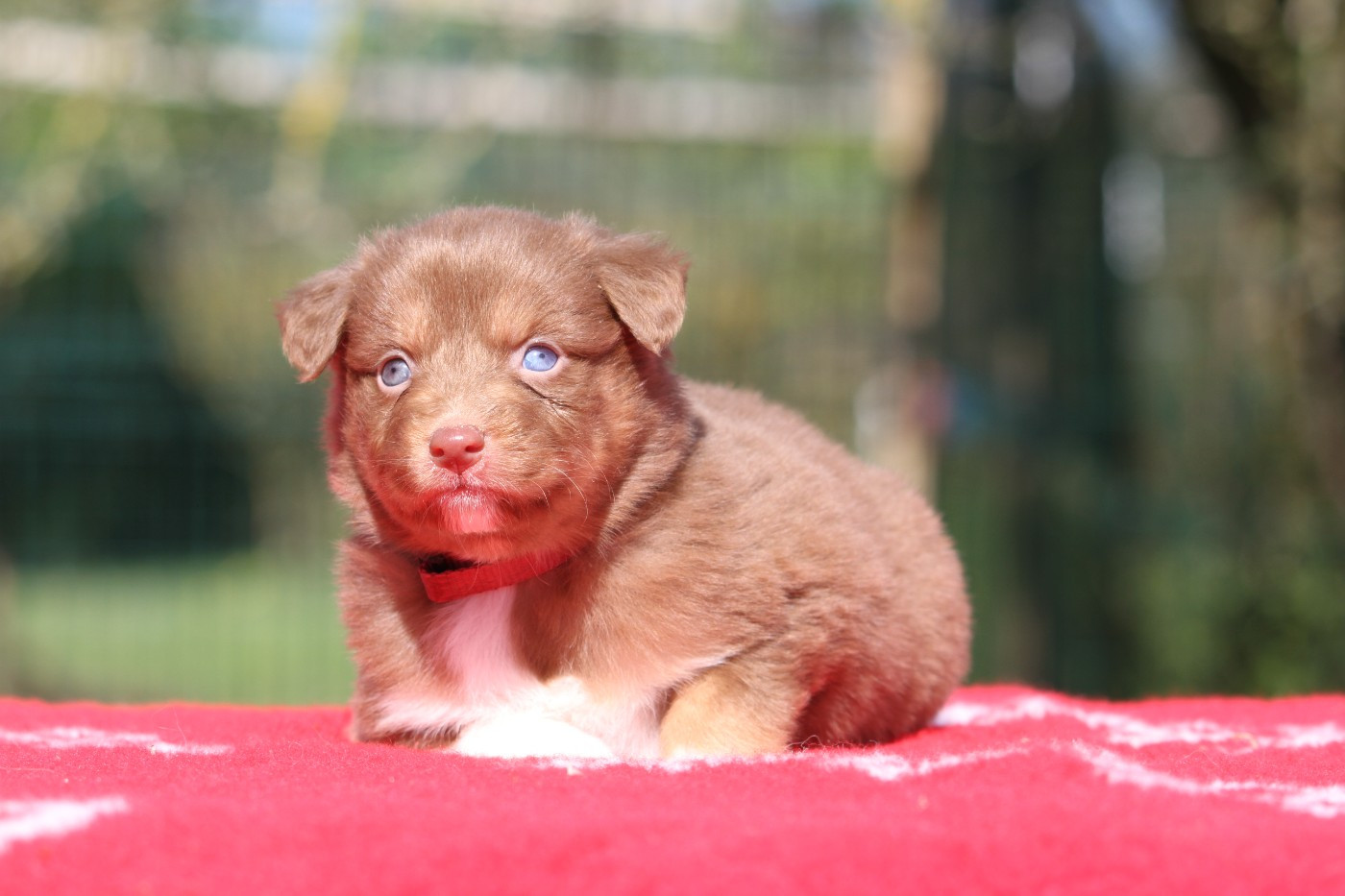 De La Tombée De La Nuit - Chiots disponibles - Berger Australien