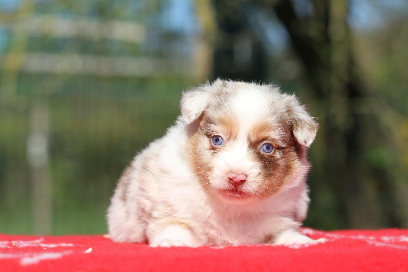 De La Tombée De La Nuit - Chiots disponibles - Berger Australien