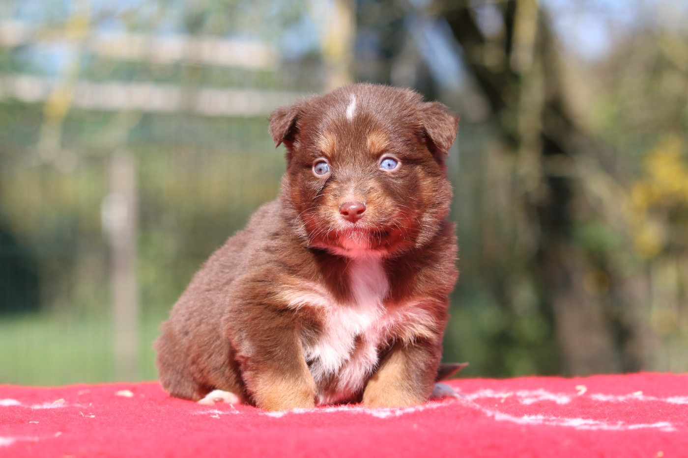 De La Tombée De La Nuit - Chiots disponibles - Berger Australien