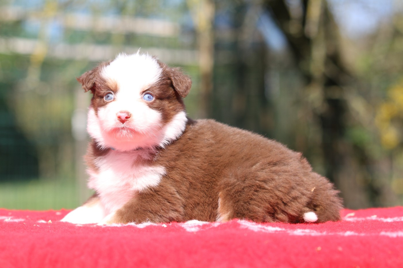De La Tombée De La Nuit - Chiots disponibles - Berger Australien