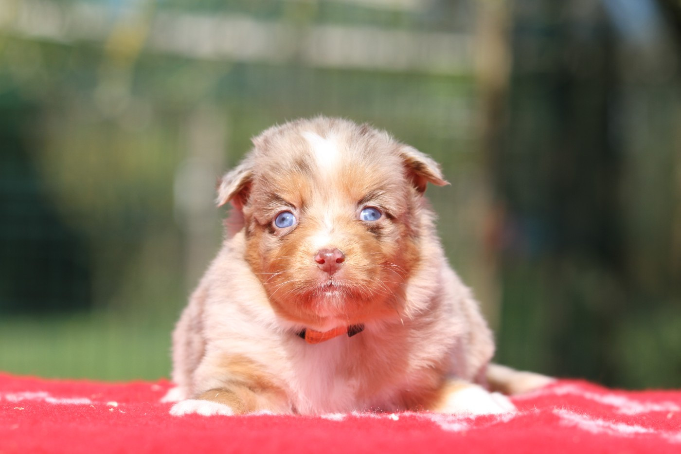 De La Tombée De La Nuit - Chiots disponibles - Berger Australien