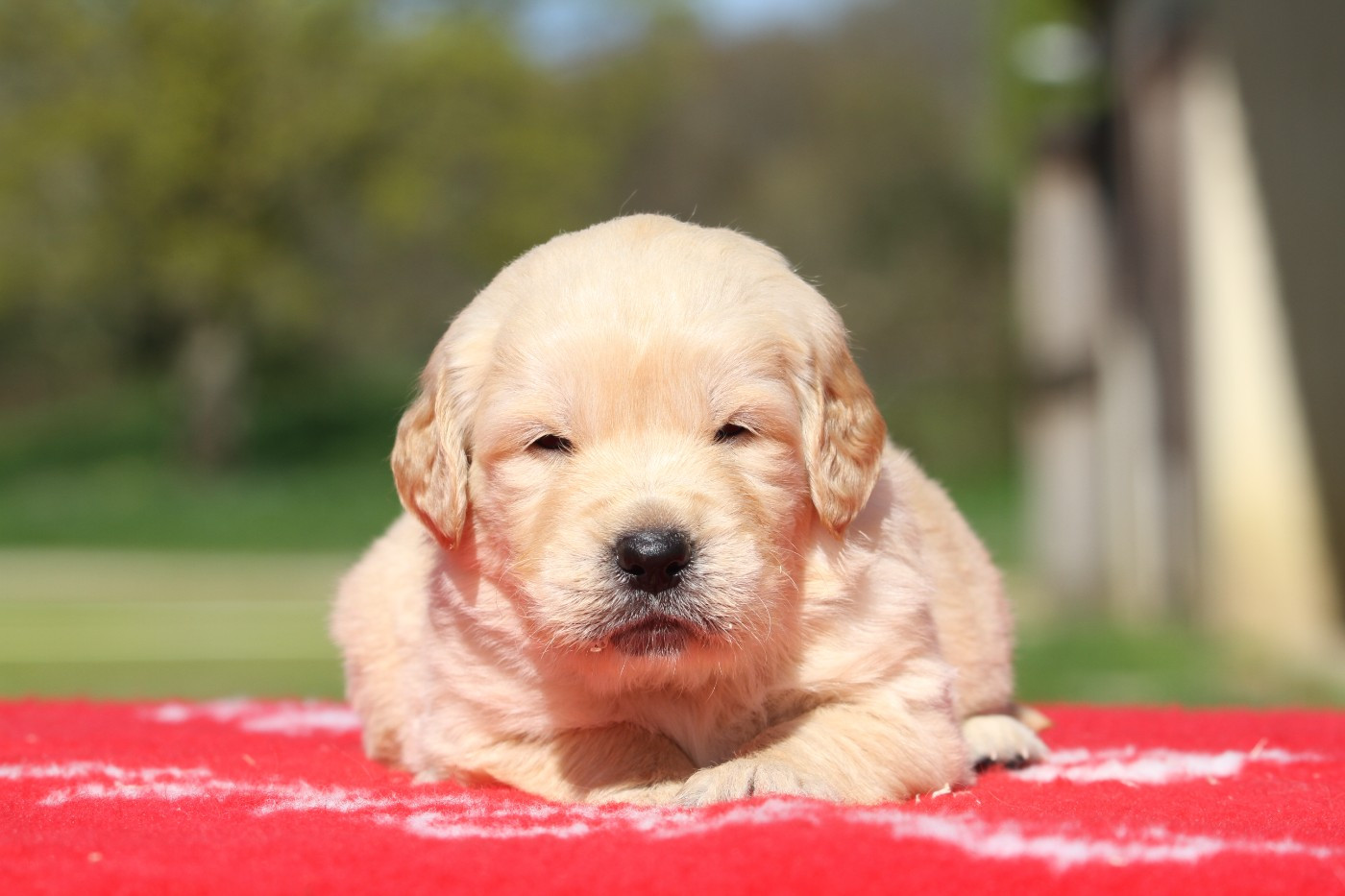 De La Tombée De La Nuit - Chiots disponibles - Golden Retriever