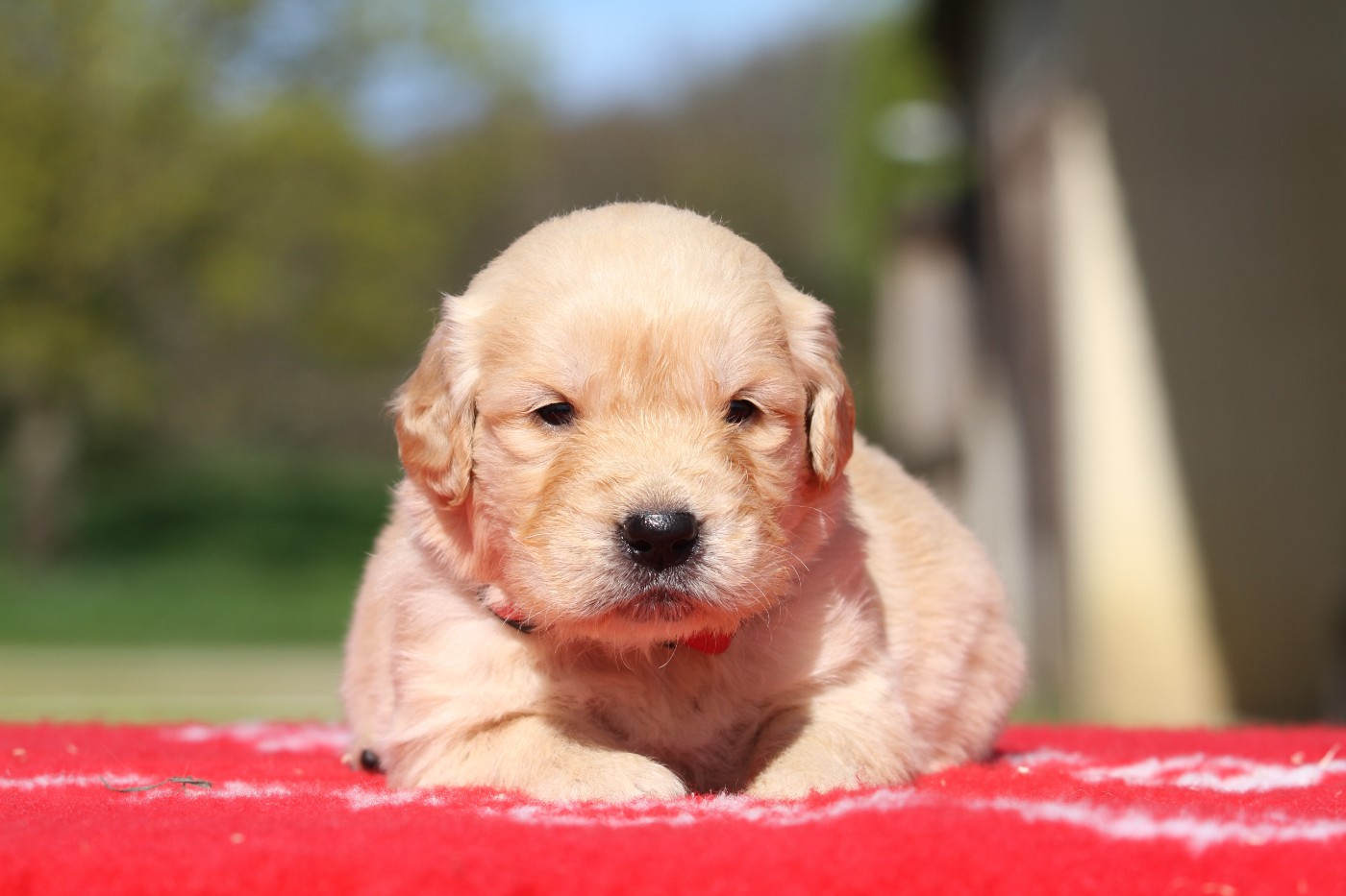 De La Tombée De La Nuit - Chiots disponibles - Golden Retriever