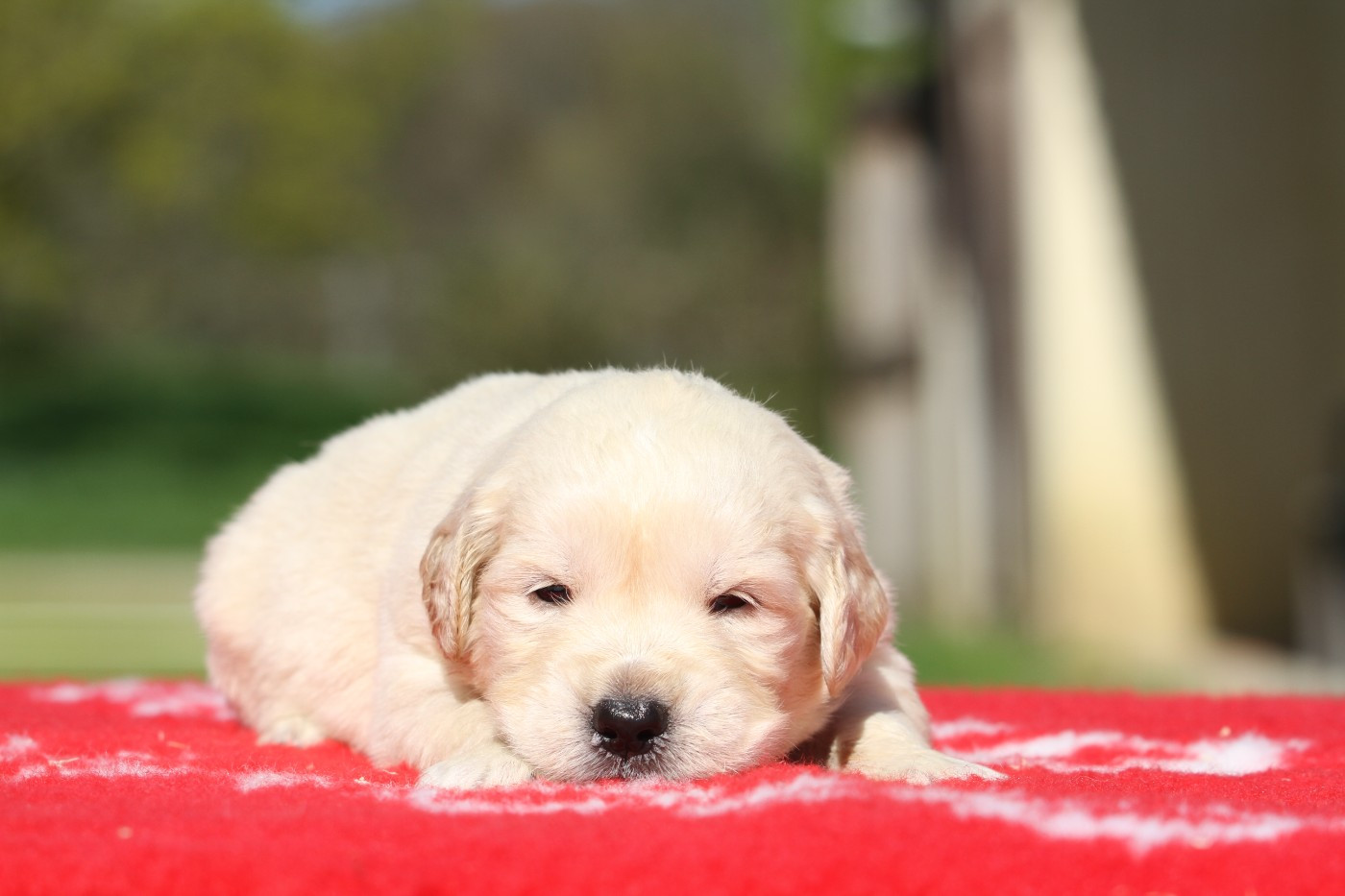 De La Tombée De La Nuit - Chiots disponibles - Golden Retriever