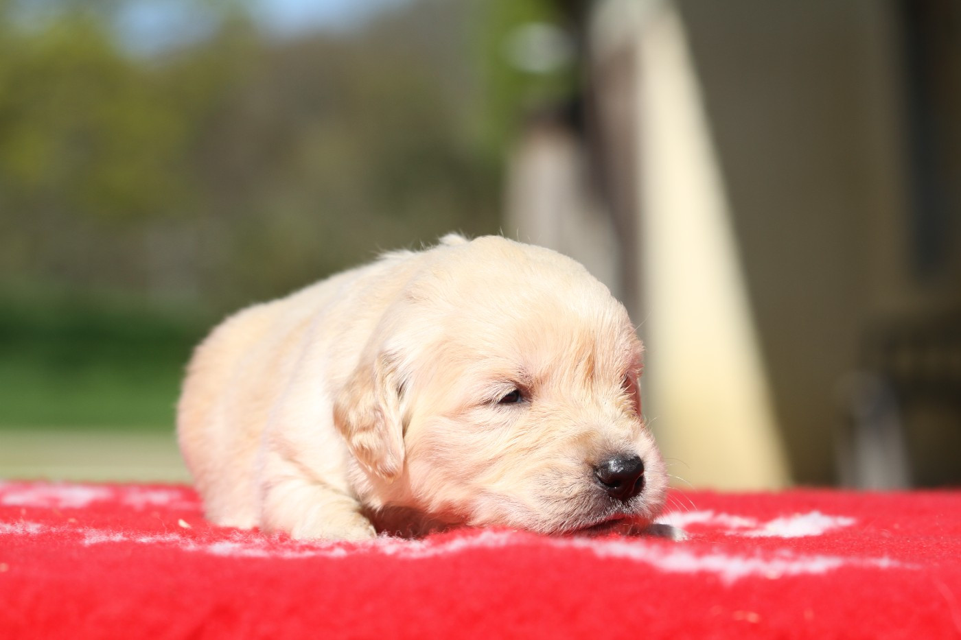 De La Tombée De La Nuit - Chiots disponibles - Golden Retriever