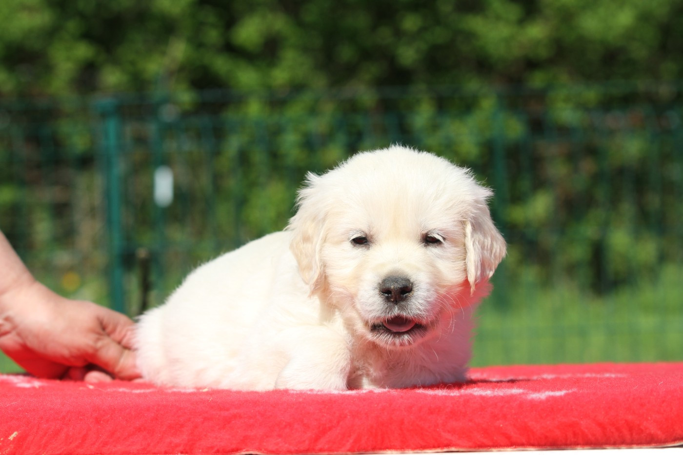De La Tombée De La Nuit - Chiots disponibles - Golden Retriever