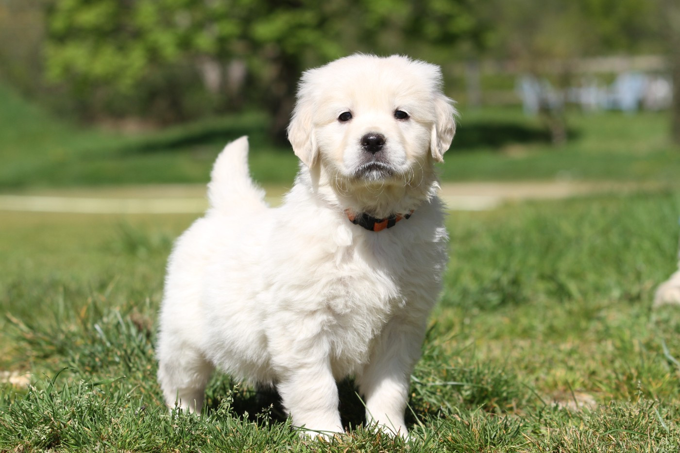 Chiot Golden Retriever De La Tombée De La Nuit