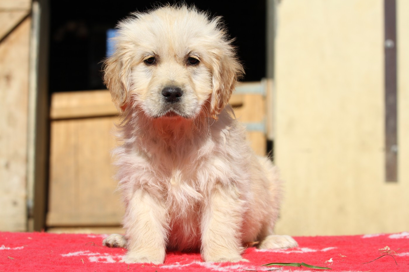 De La Tombée De La Nuit - Chiots disponibles - Golden Retriever