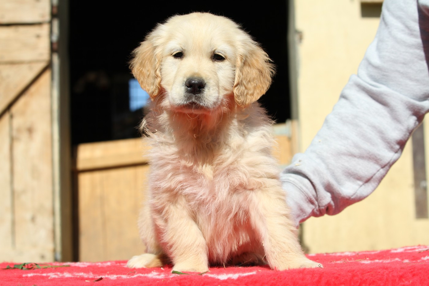 De La Tombée De La Nuit - Chiots disponibles - Golden Retriever
