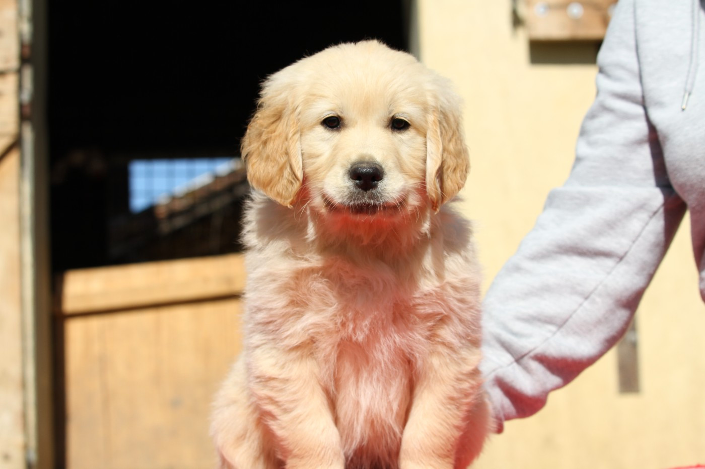 De La Tombée De La Nuit - Chiots disponibles - Golden Retriever