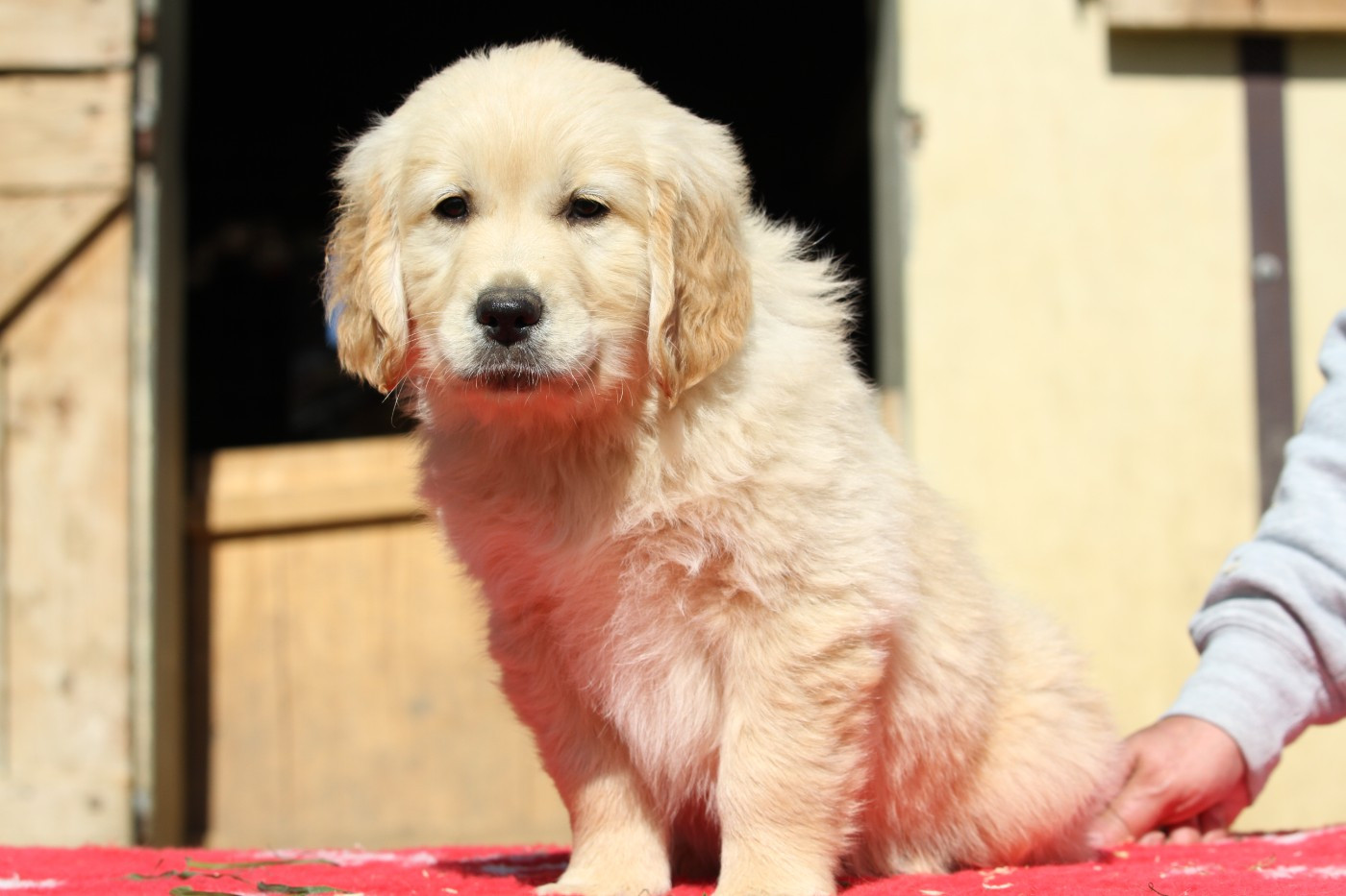 De La Tombée De La Nuit - Chiots disponibles - Golden Retriever