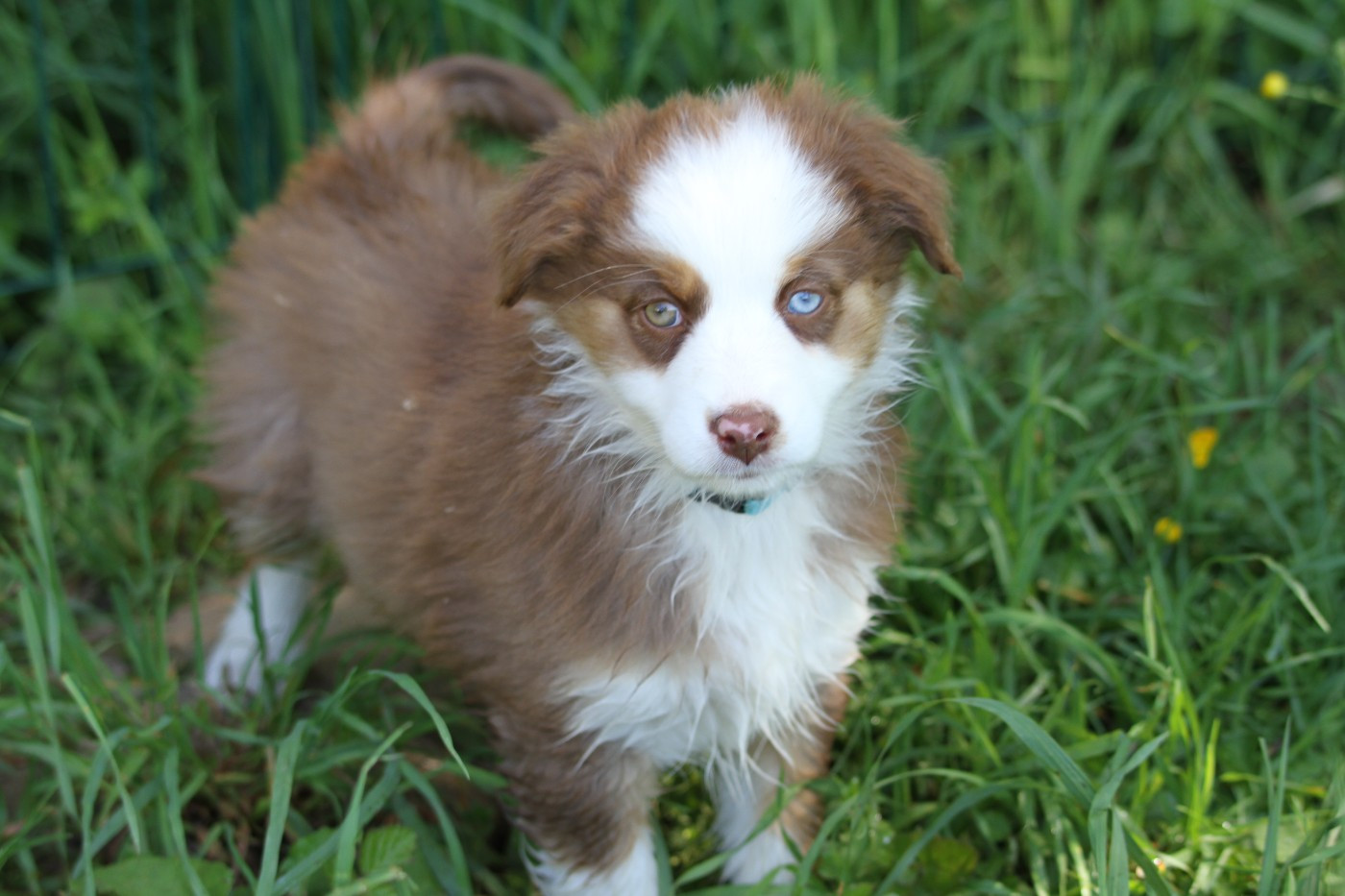 De La Tombée De La Nuit - Chiots disponibles - Berger Australien