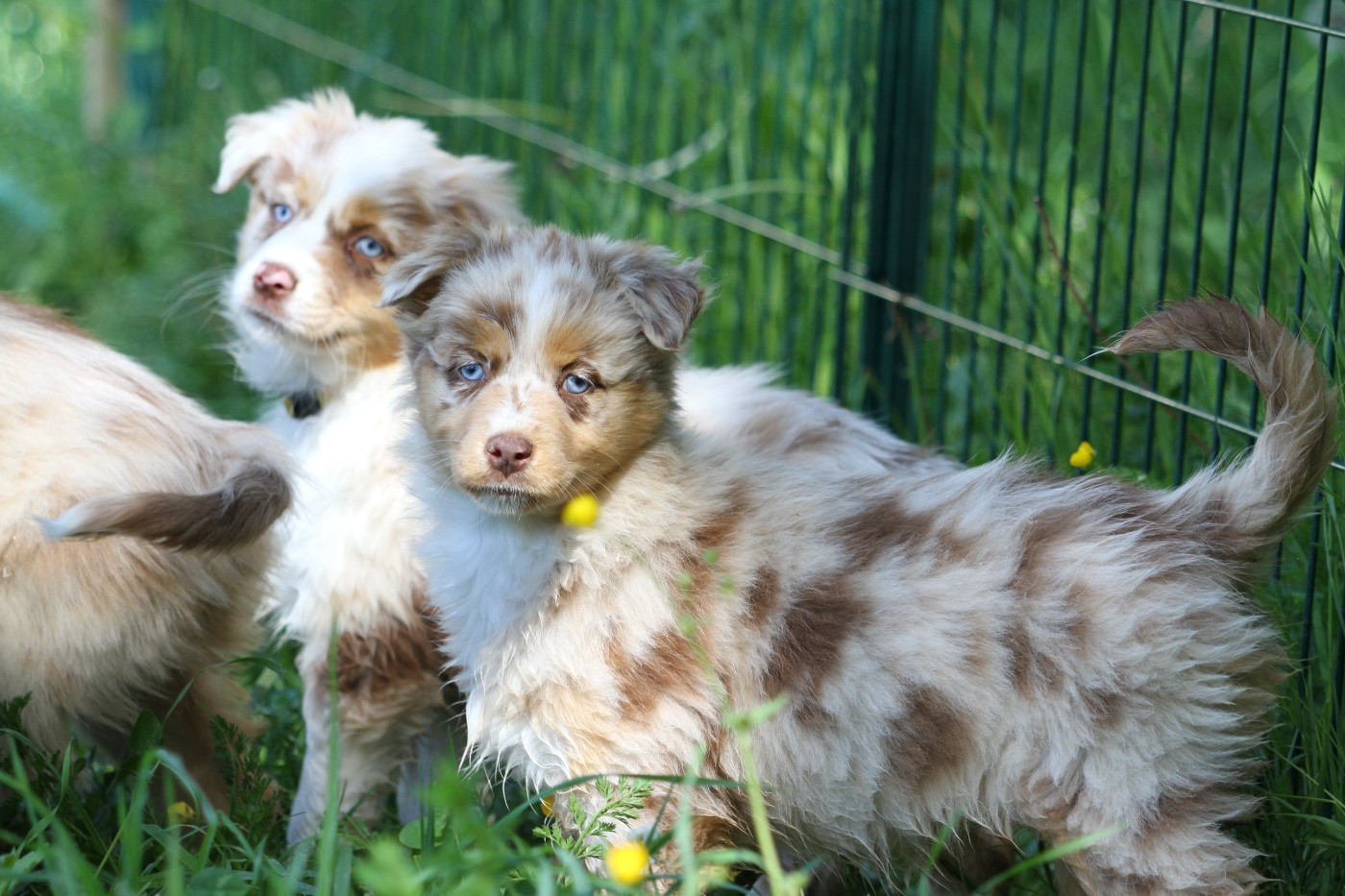 Chiot Berger Australien De La Tombée De La Nuit