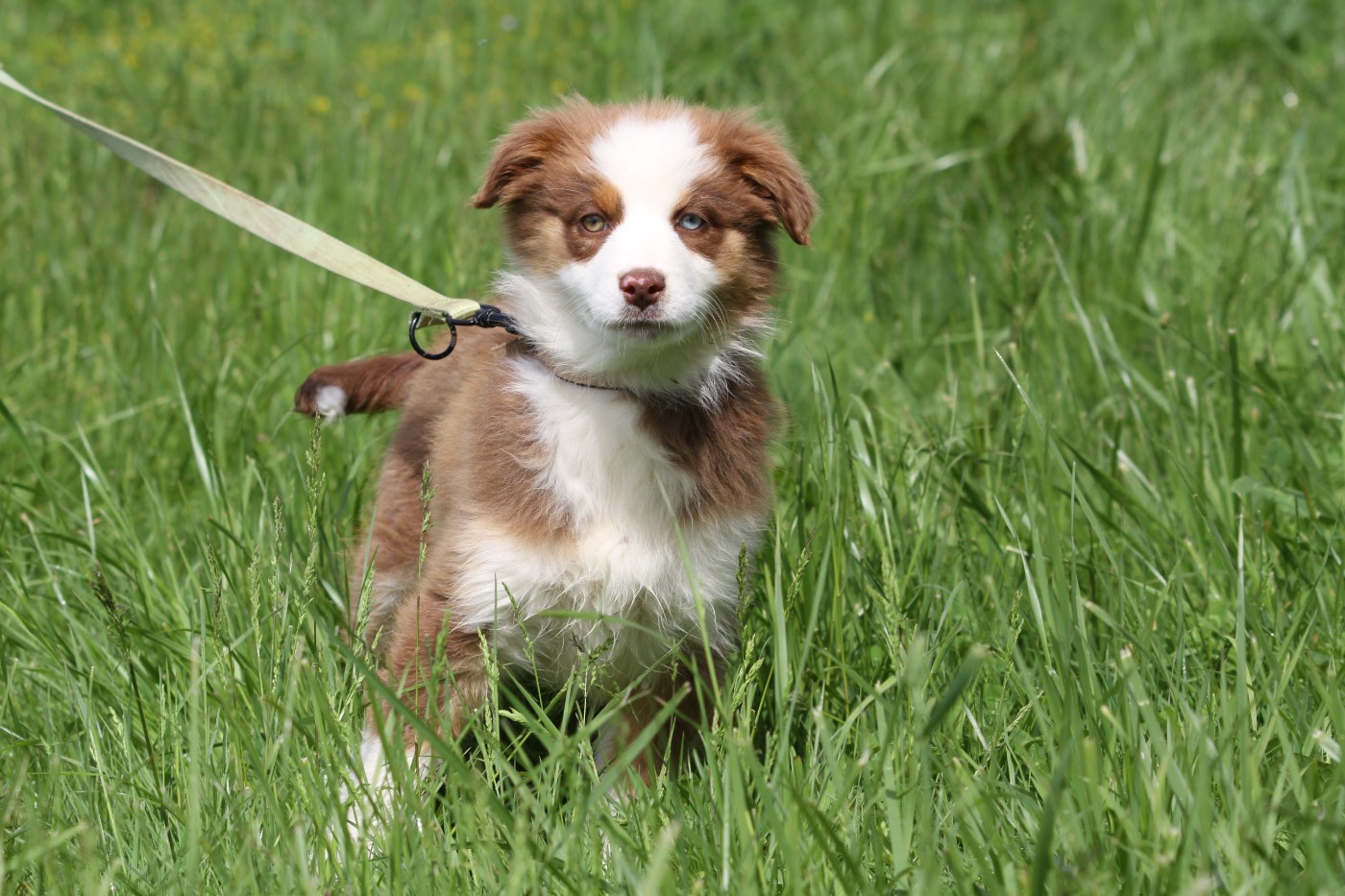 De La Tombée De La Nuit - Chiots disponibles - Berger Australien