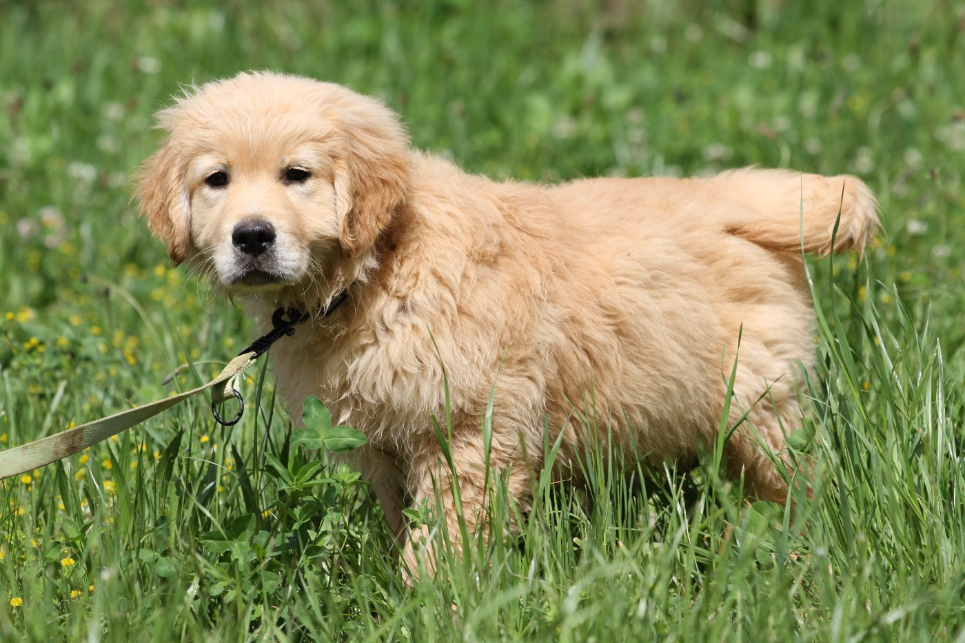 De La Tombée De La Nuit - Golden Retriever - Portée née le 16/02/2026