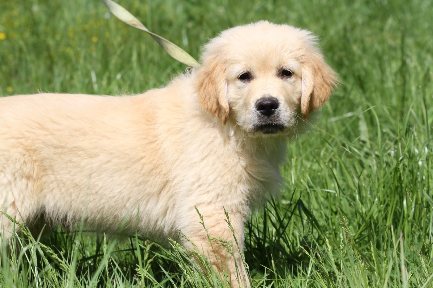 De La Tombée De La Nuit - Golden Retriever - Portée née le 19/02/2026