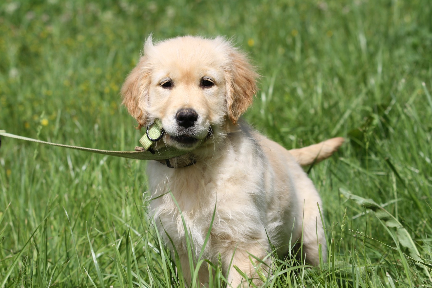 De La Tombée De La Nuit - Golden Retriever - Portée née le 15/02/2026