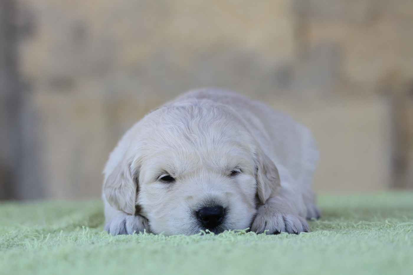 Chiot Golden Retriever De La Tombée De La Nuit