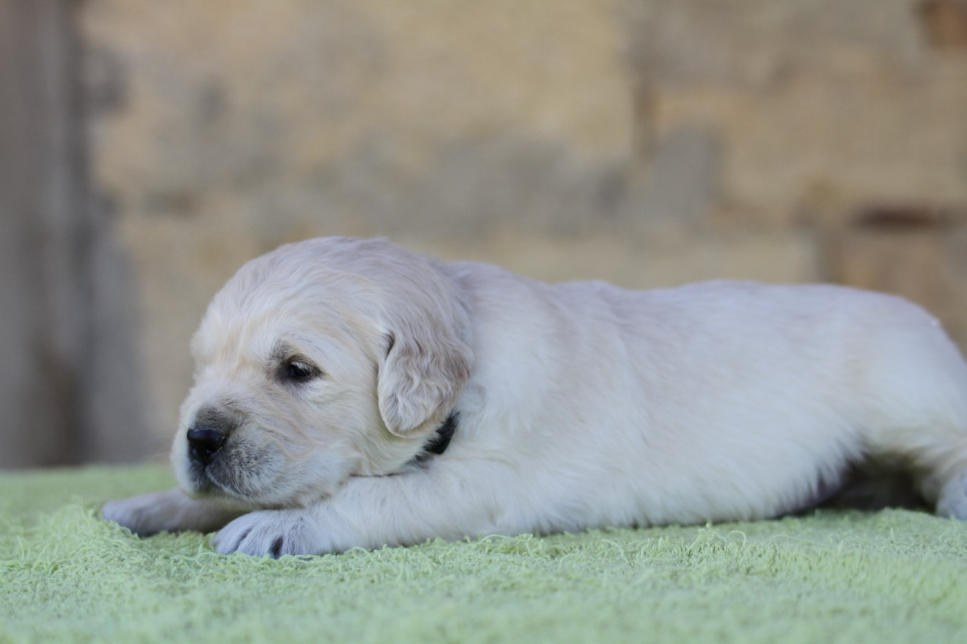 De La Tombée De La Nuit - Chiots disponibles - Golden Retriever
