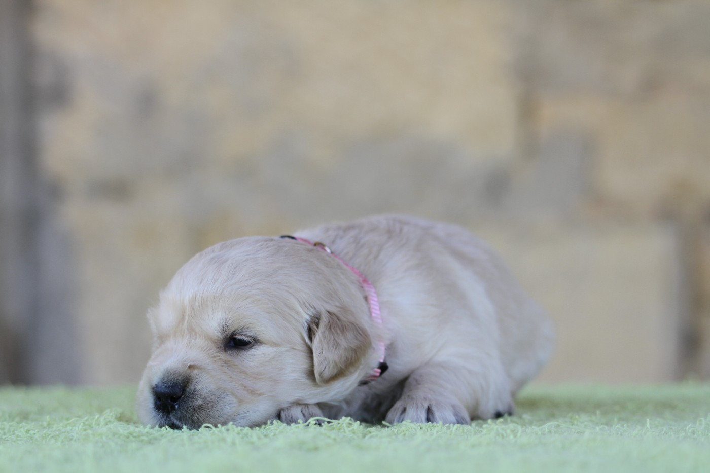 De La Tombée De La Nuit - Chiots disponibles - Golden Retriever