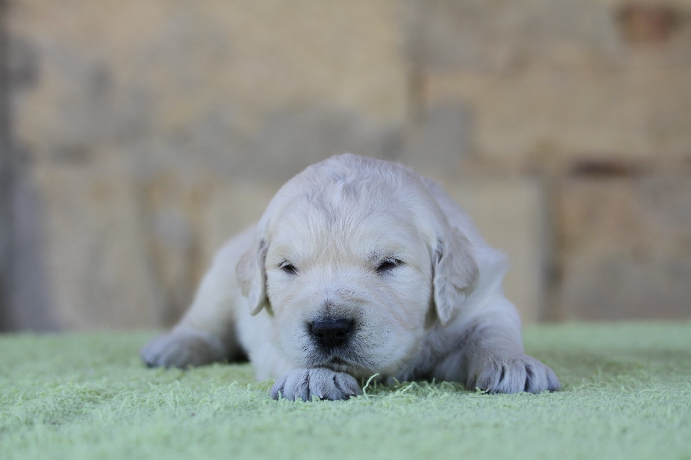 De La Tombée De La Nuit - Chiots disponibles - Golden Retriever