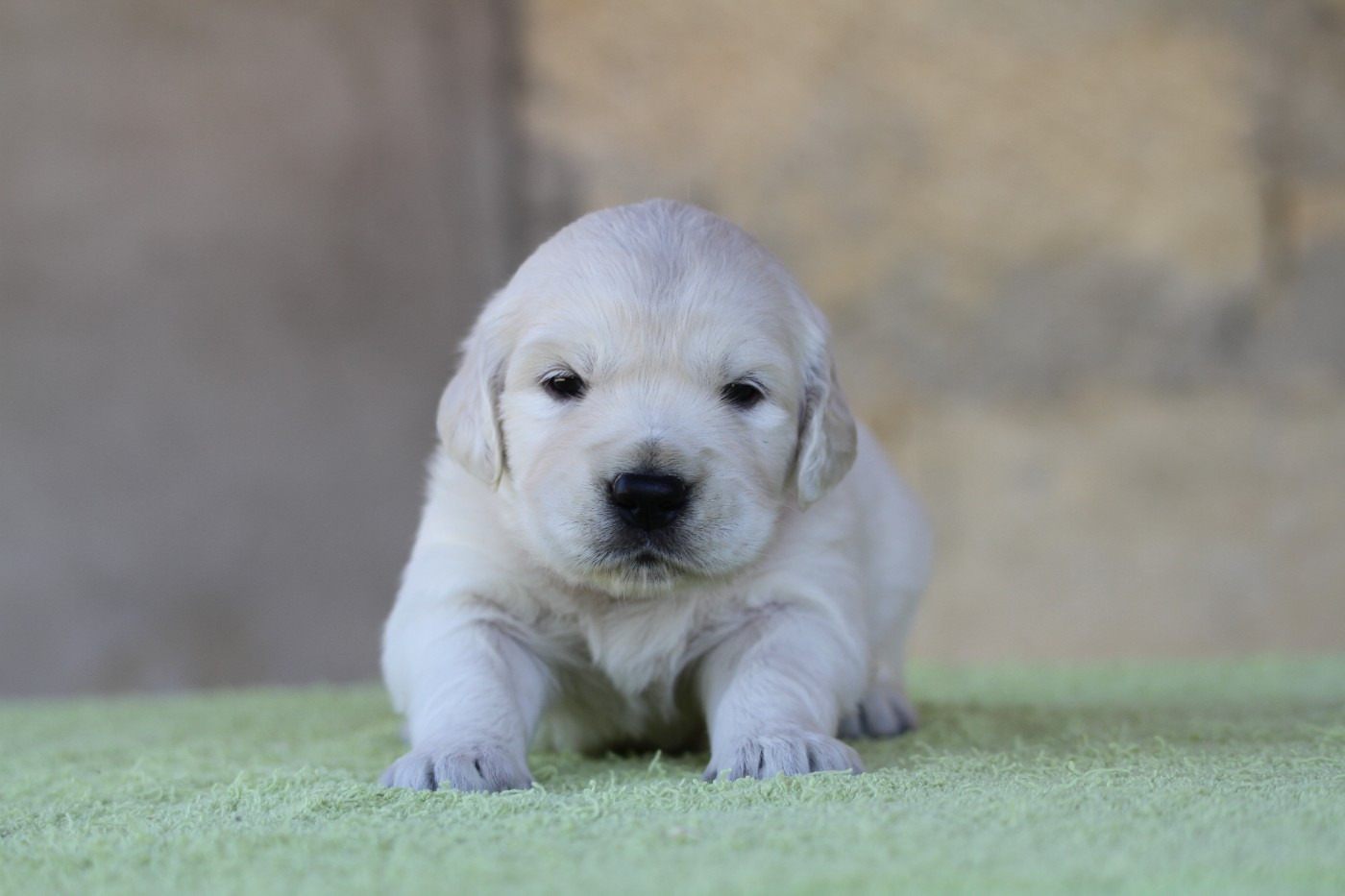 De La Tombée De La Nuit - Chiots disponibles - Golden Retriever