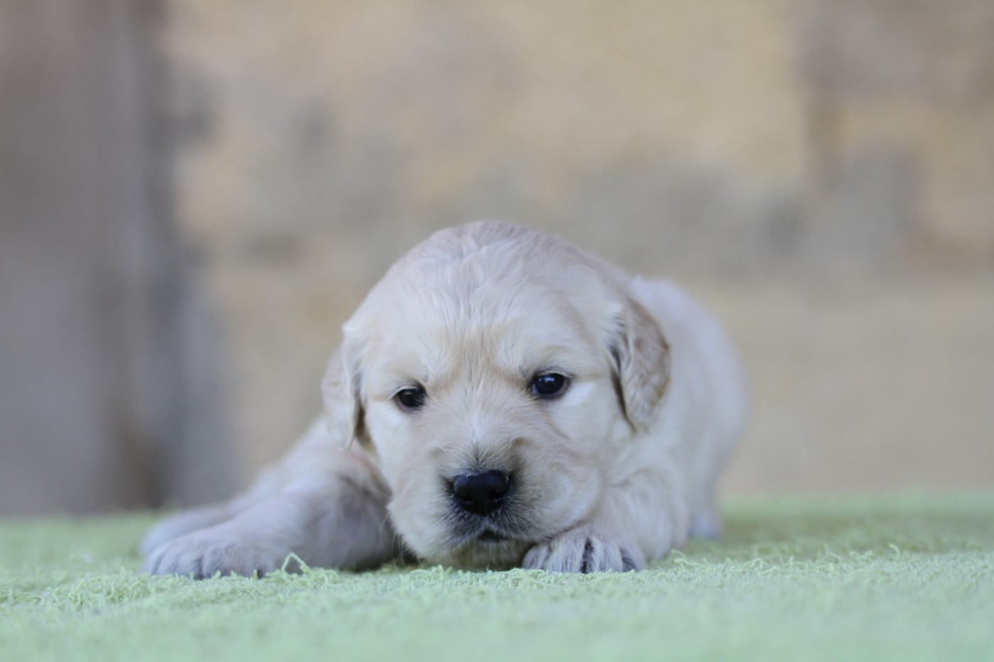 De La Tombée De La Nuit - Chiots disponibles - Golden Retriever