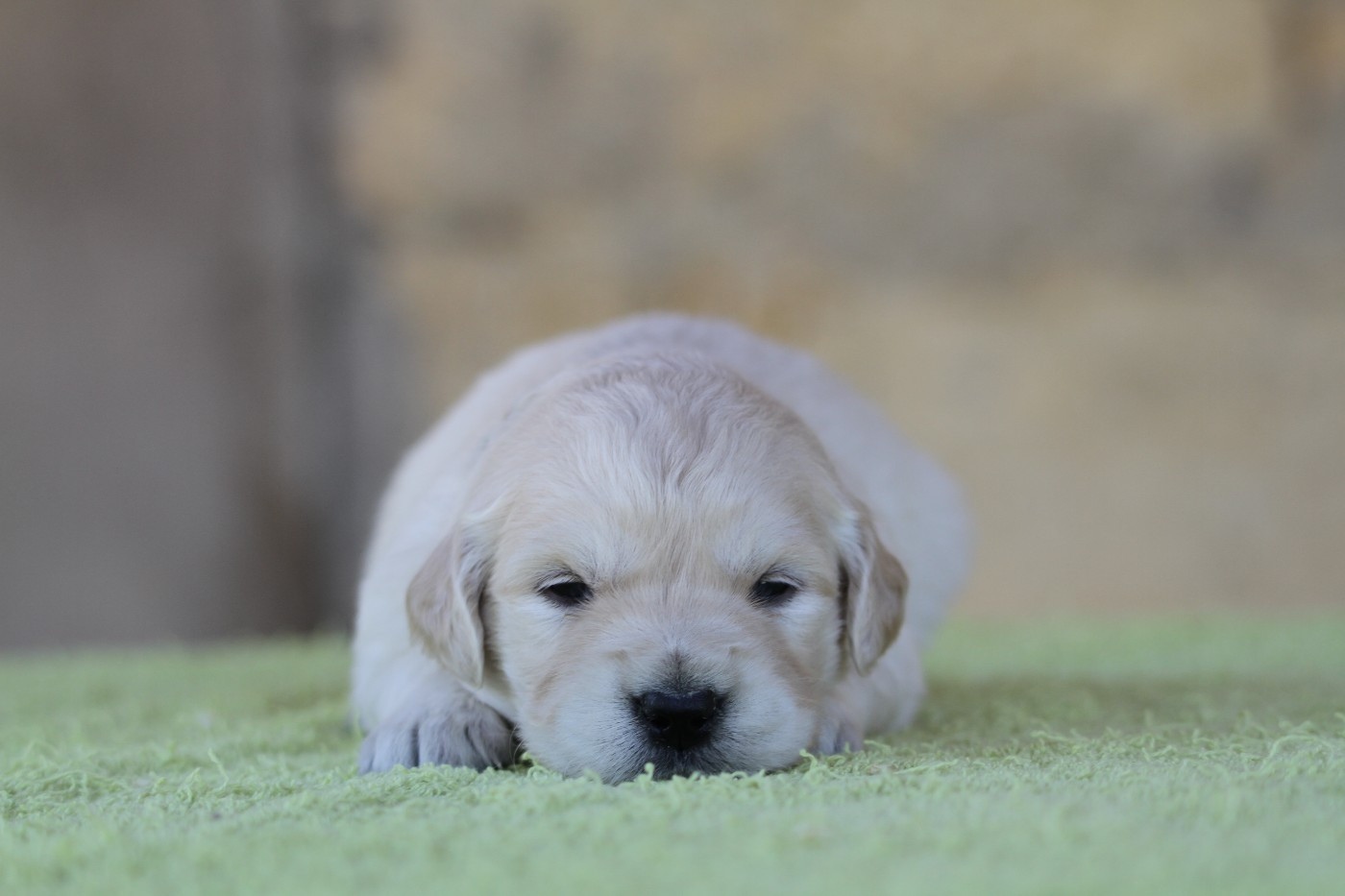 De La Tombée De La Nuit - Chiots disponibles - Golden Retriever