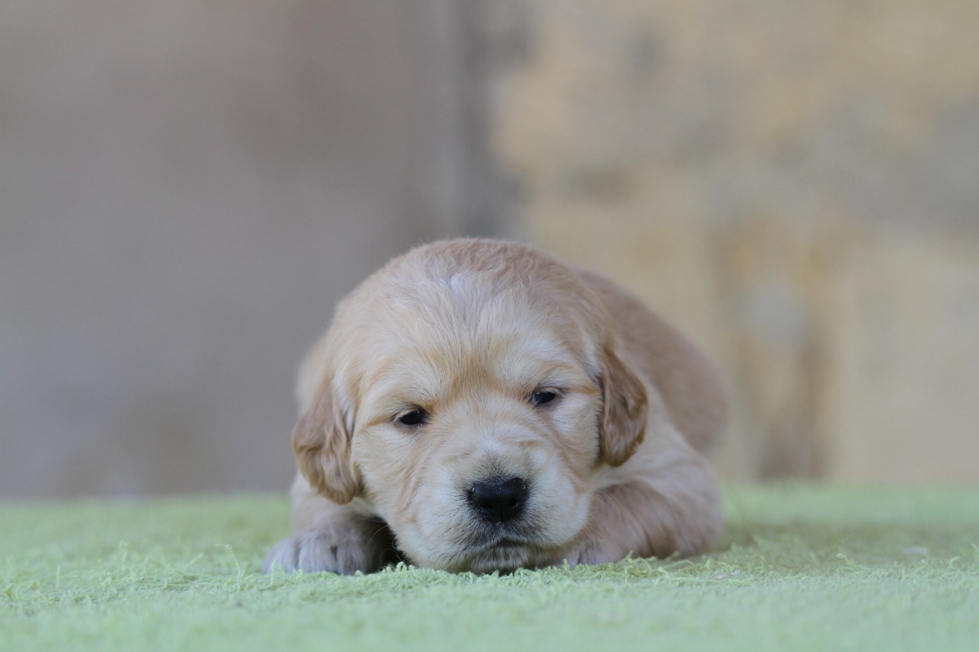 De La Tombée De La Nuit - Chiots disponibles - Golden Retriever
