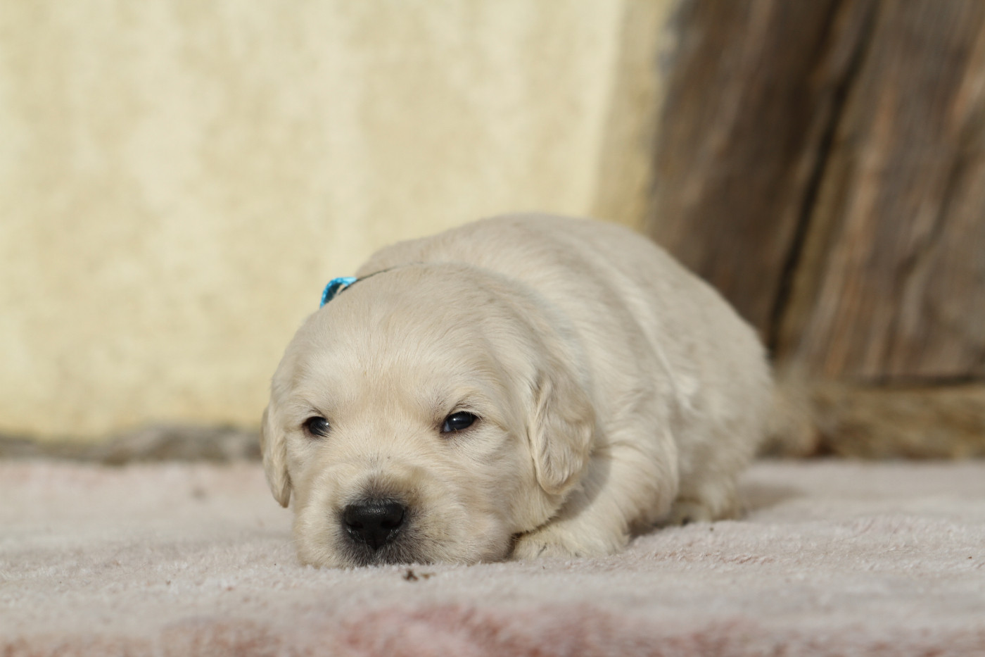 De La Tombée De La Nuit - Chiots disponibles - Golden Retriever