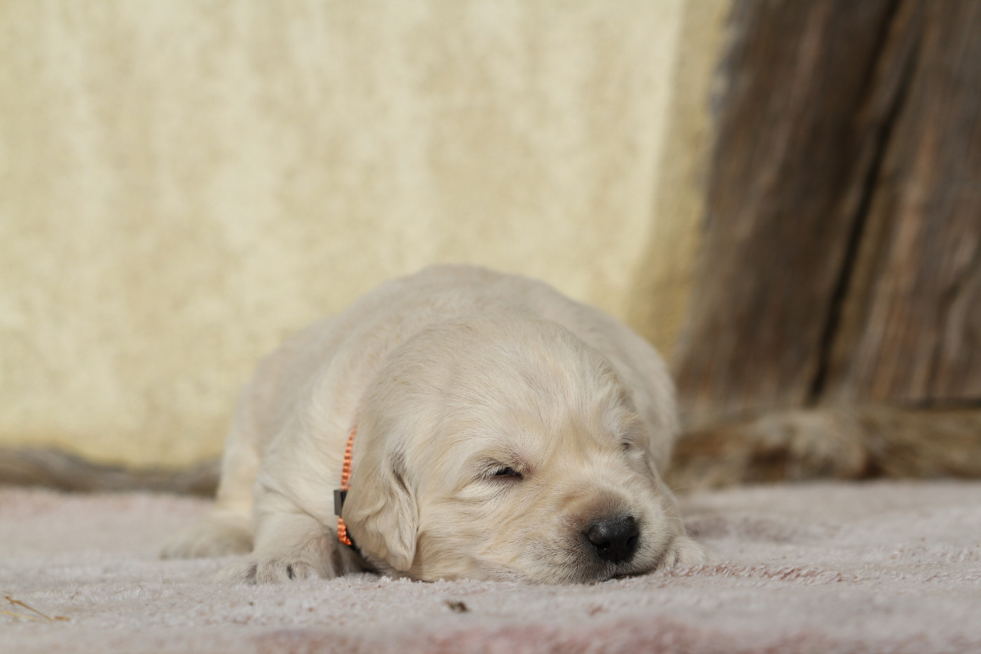 De La Tombée De La Nuit - Chiots disponibles - Golden Retriever