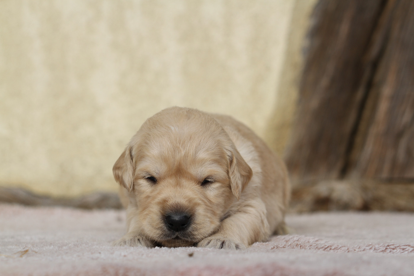 De La Tombée De La Nuit - Chiots disponibles - Golden Retriever