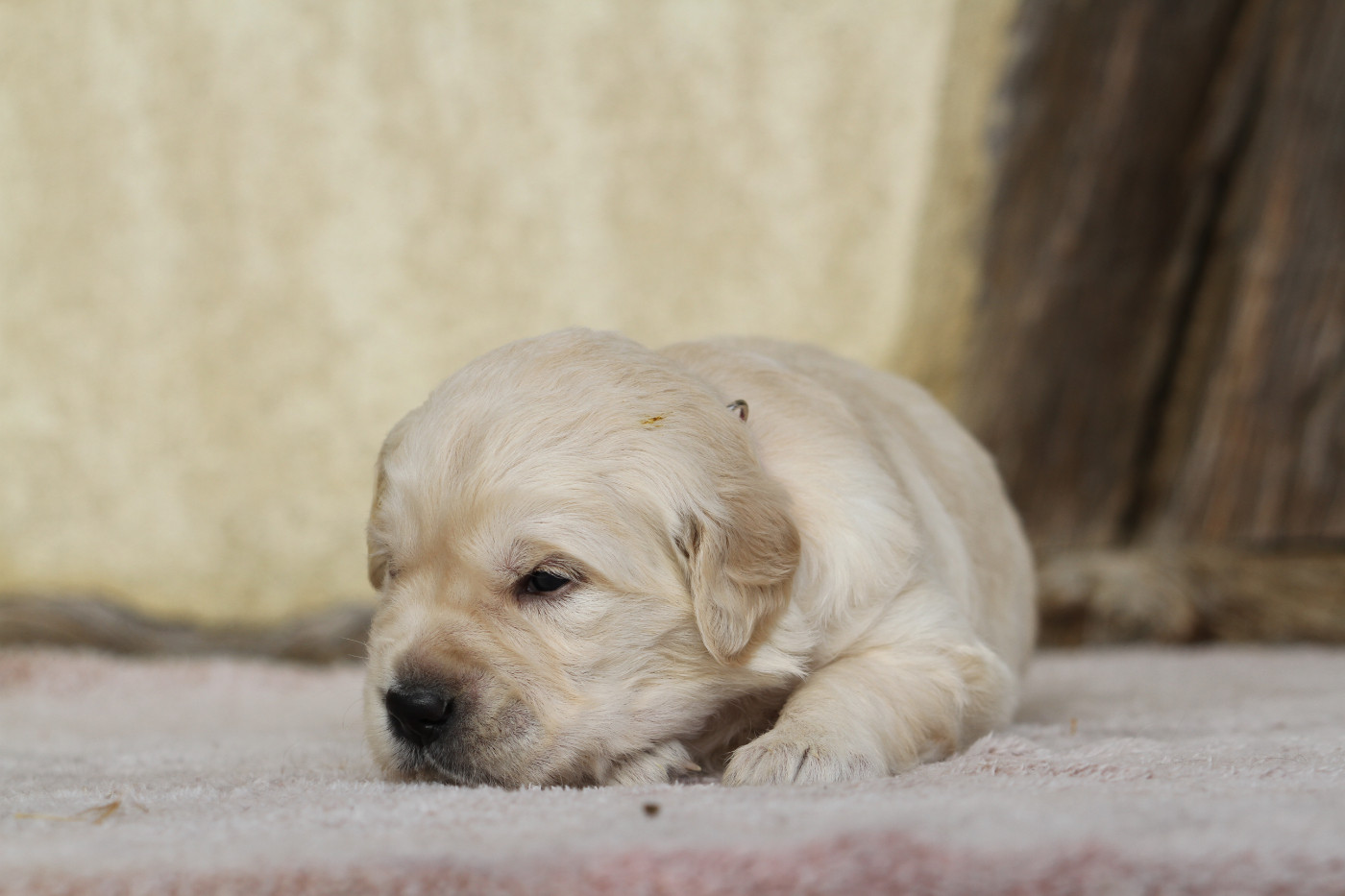 De La Tombée De La Nuit - Chiots disponibles - Golden Retriever