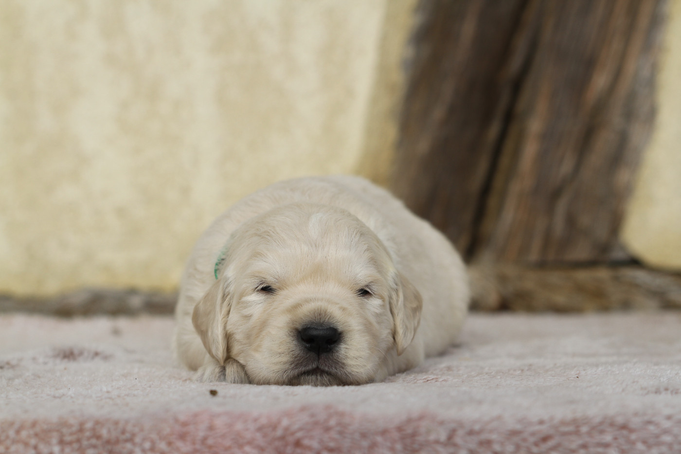 De La Tombée De La Nuit - Chiots disponibles - Golden Retriever