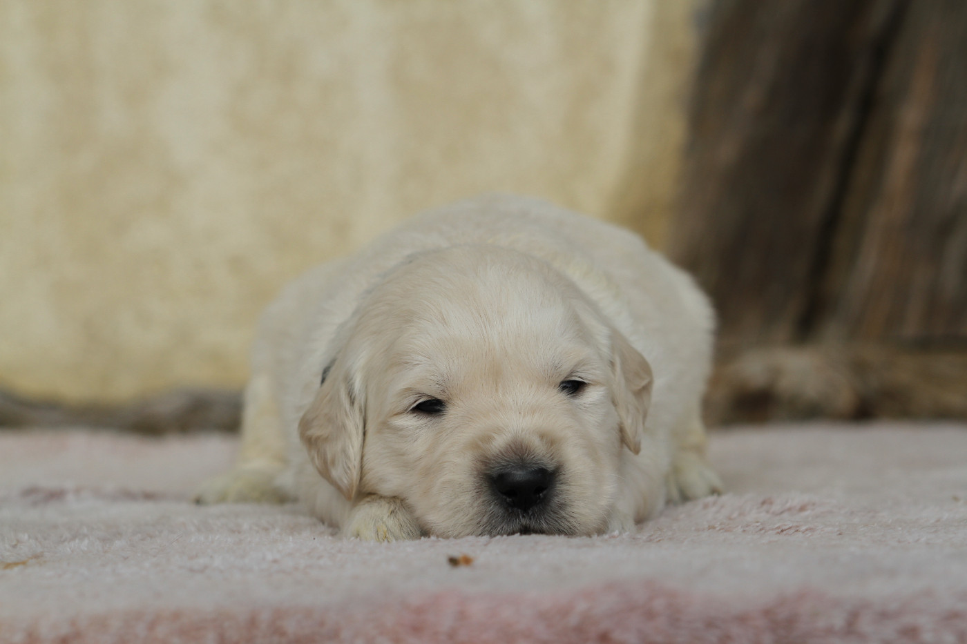 De La Tombée De La Nuit - Chiots disponibles - Golden Retriever